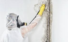 Best Commercial Mold Inspection  in Thousand Palms, CA